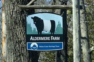 Aldemere Farm Belted Galloway Cattle Oreo Cows Maine